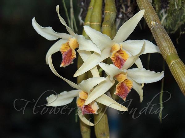 Golden-Lip Dendrobium